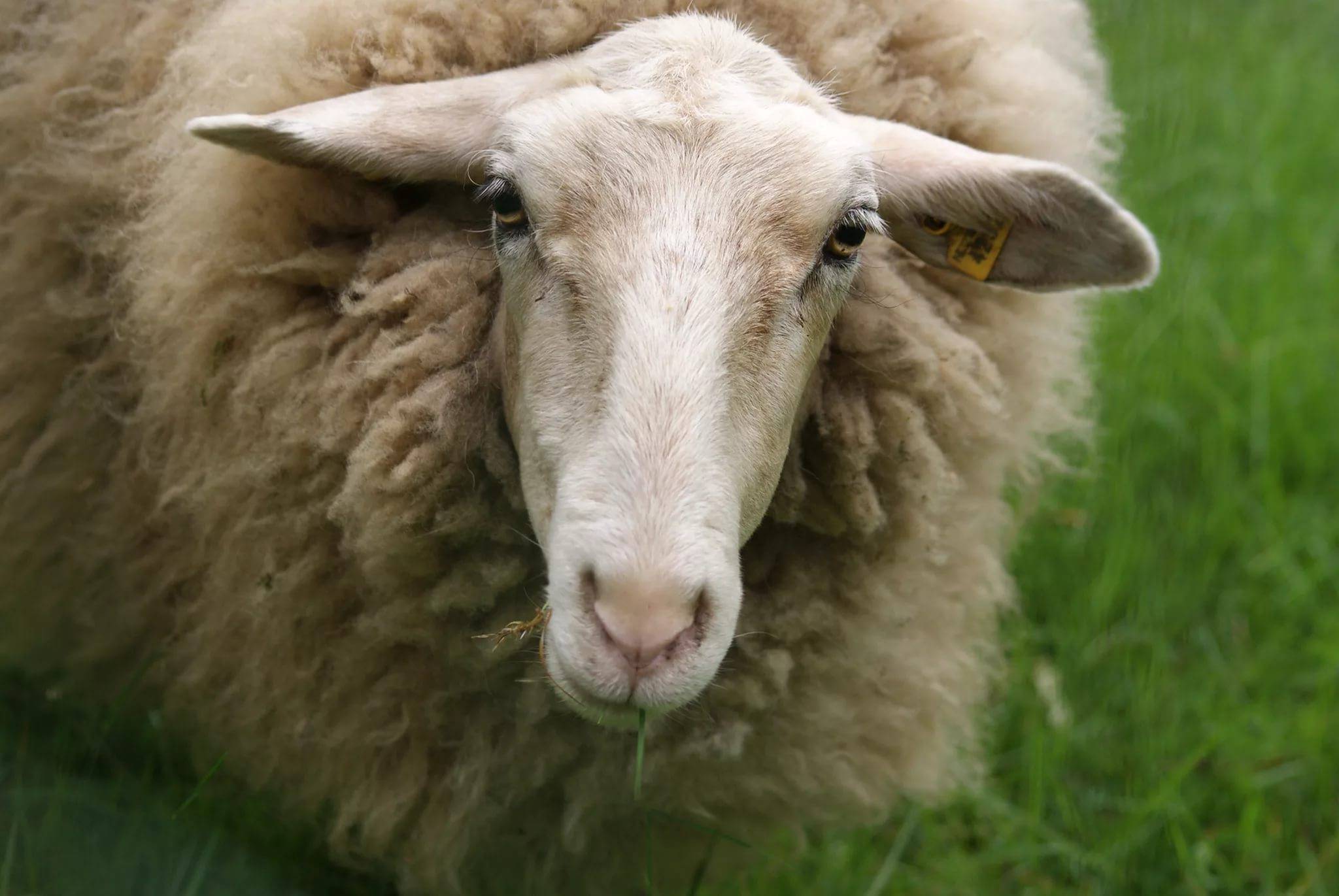 Болезни овец: симптомы и способы лечения