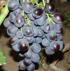 Виноград рошфор: описание сорта, фото, отзывы, видео