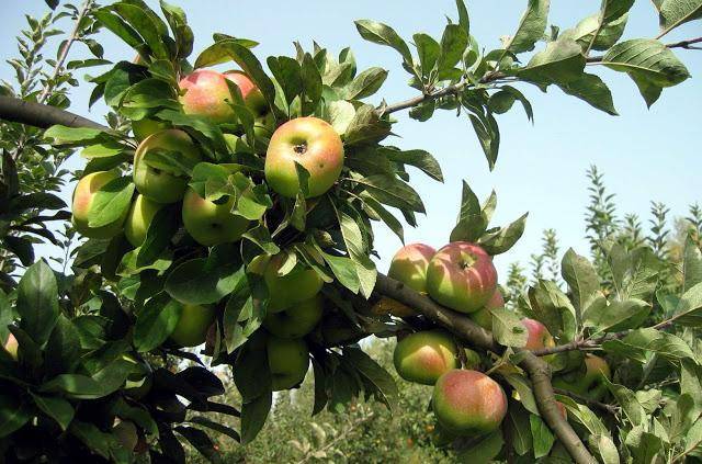 Сажаем и выращиваем яблоню богатырь