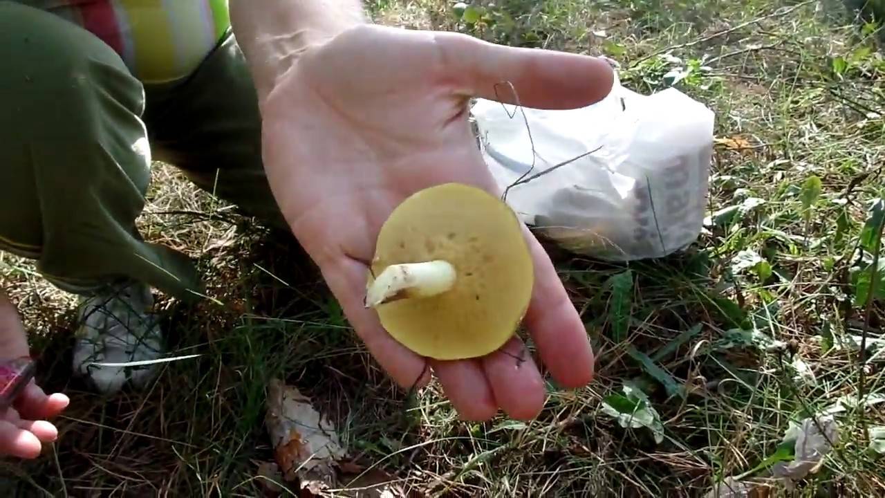На какой гриб похож шампиньон, как найти его в лесу? польза и вред шампиньонов