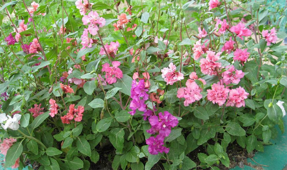 Кларкия изящная (43 фото): выращивание «смеси окрасок» кларкии ноготковой. как посадить семена цветка на клумбе? уход в домашних условиях