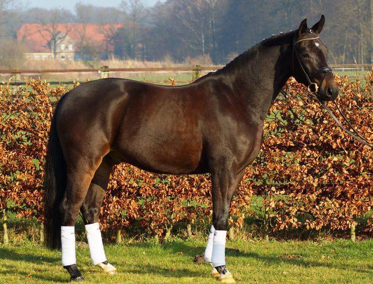 Самая высокая лошадь: в мире, характеристики, породы, мировые рекордсмены