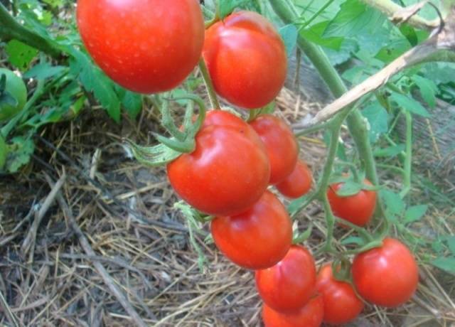 Помидоры (томаты) солероссо f1: описание, фото, характеристика, уход