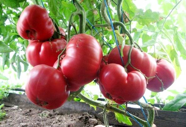 Высокорослые томаты для теплиц высокоурожайные - описание с фото