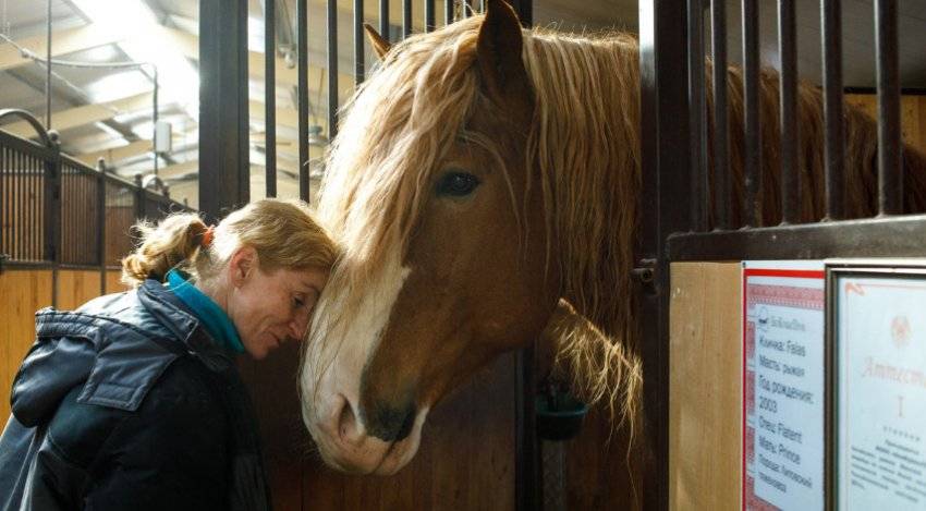 Жеребость лошадей: основные вопросы про беременность и роды