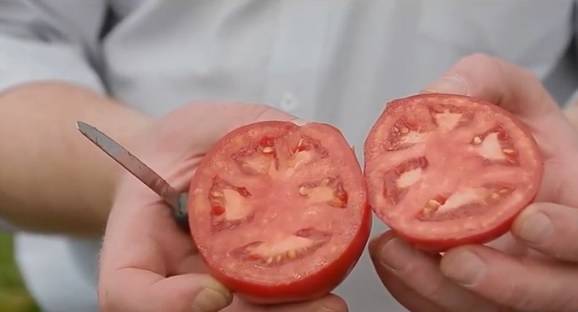 Описание сорта томата большая мамочка, рекомендации по выращиванию и уходу