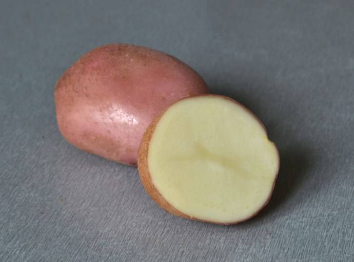 Картофель "рамона": описание сорта, характеристики, фото, советы по уходу русский фермер