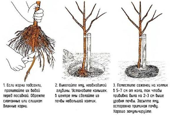 Когда и как правильно посадить саженец груши осенью и весной