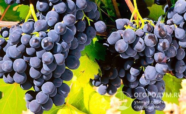 Виноград рошфор: один из 40 лучших сортов, выведенных любителем