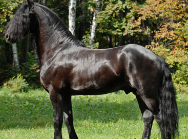 Вороной конь – что значат черные лошади для человека 2021