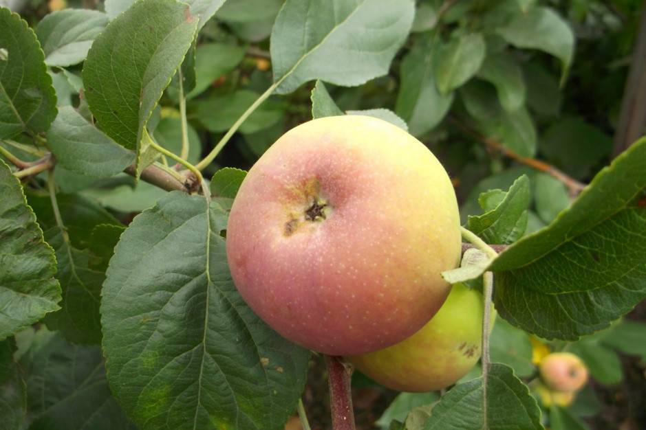 Сорт яблони подарок садоводам: фото, отзывы, описание, характеристики
