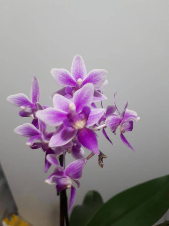 Орхидея фаленопсис: фото, видео, виды фаленопсис, характеристика и описание