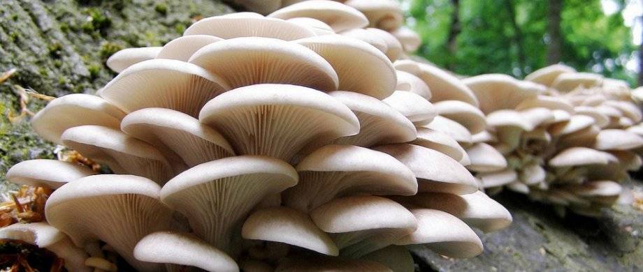 Почему вешенка весенняя такой востребуемый и распространенный гриб?