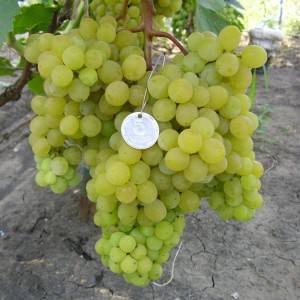 Виноград русбол: описание сорта, фото, отзывы