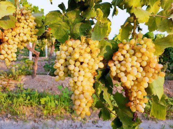 Виноград "мускат белый": описание сверхраннего сорта, его особенности и характеристики selo.guru — интернет портал о сельском хозяйстве