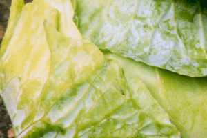 Почему желтеют листья у капусты: 3 причины и их устранение