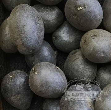 Описание сортов фиолетовой картошки, ее полезные свойства