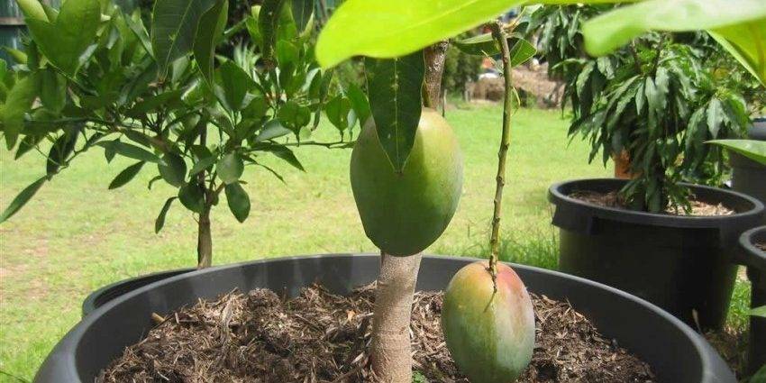 Как вырастить манго из косточки в домашних условиях | уход и особенности проращивания косточки для посадки (120 фото и видео)
