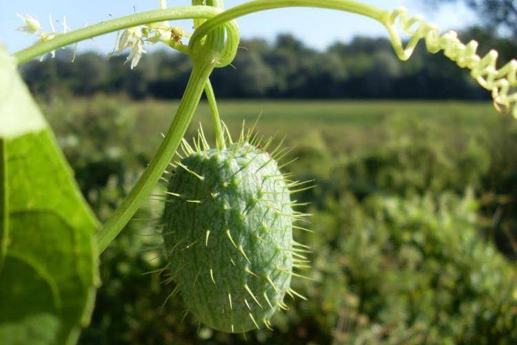 Бешеный огурец – описание растения, его свойства, правила посадки и выращивания лианы