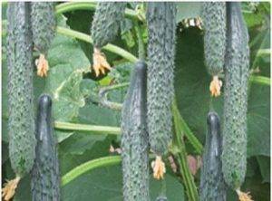 Огурец «аллигатор f1» (11 фото): выращивание китайского сорта в теплице, описание хрустящего огурца, отзывы
