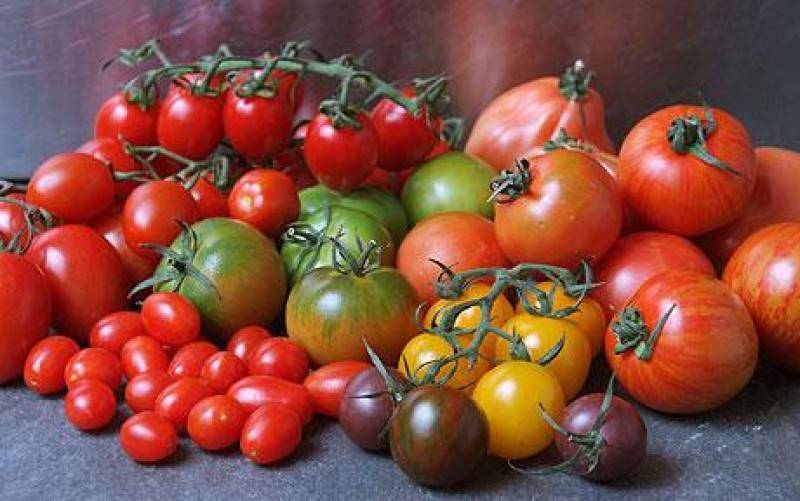 Самые урожайные и вкусные сорта томатов для теплиц