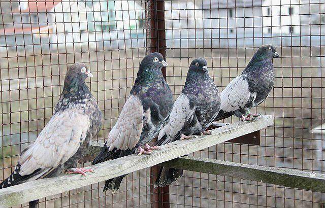 Кировоградские голуби: описание птиц кировограда