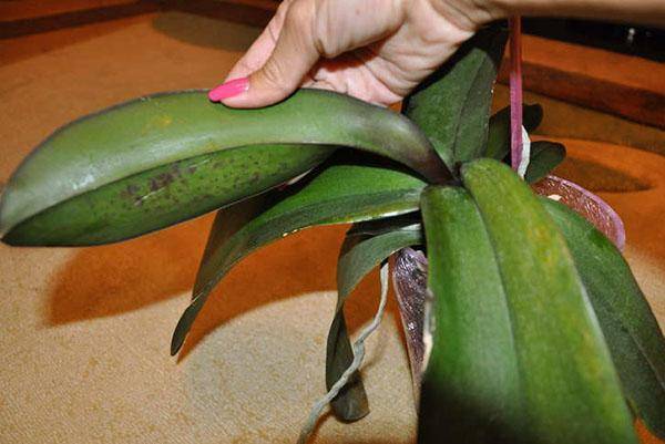 Всё о том, что нужно делать, если у орхидеи фаленопсис вянут листья и бутоны