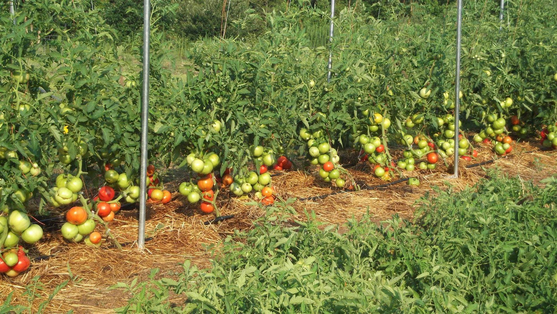 Первая подкормка рассады помидоров: когда лучше всего ее проводить, чем удобрять томаты после всходов, как это делать при уходе за овощами в открытом грунте? русский фермер