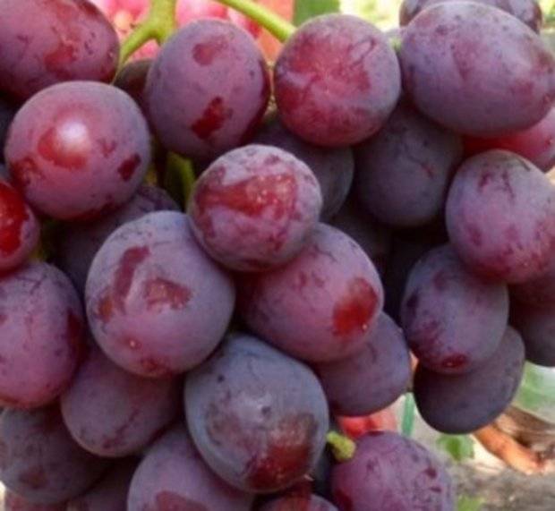 Виноград заря несветая: описание сорта ранних сроков созревания, как выращивать
