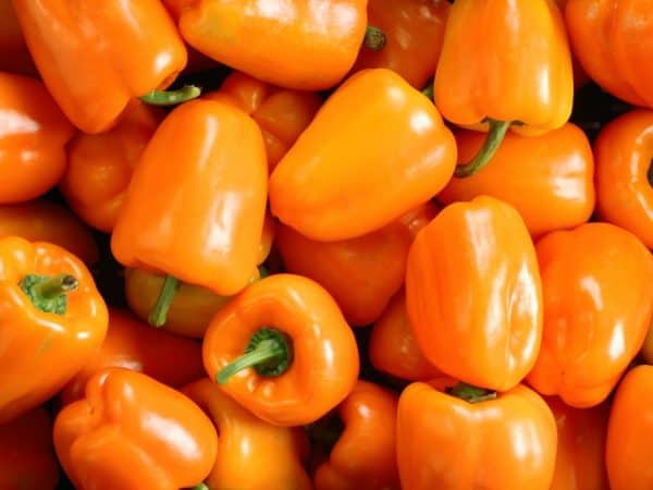 Перец «оранжевое чудо»: описание и выращивание