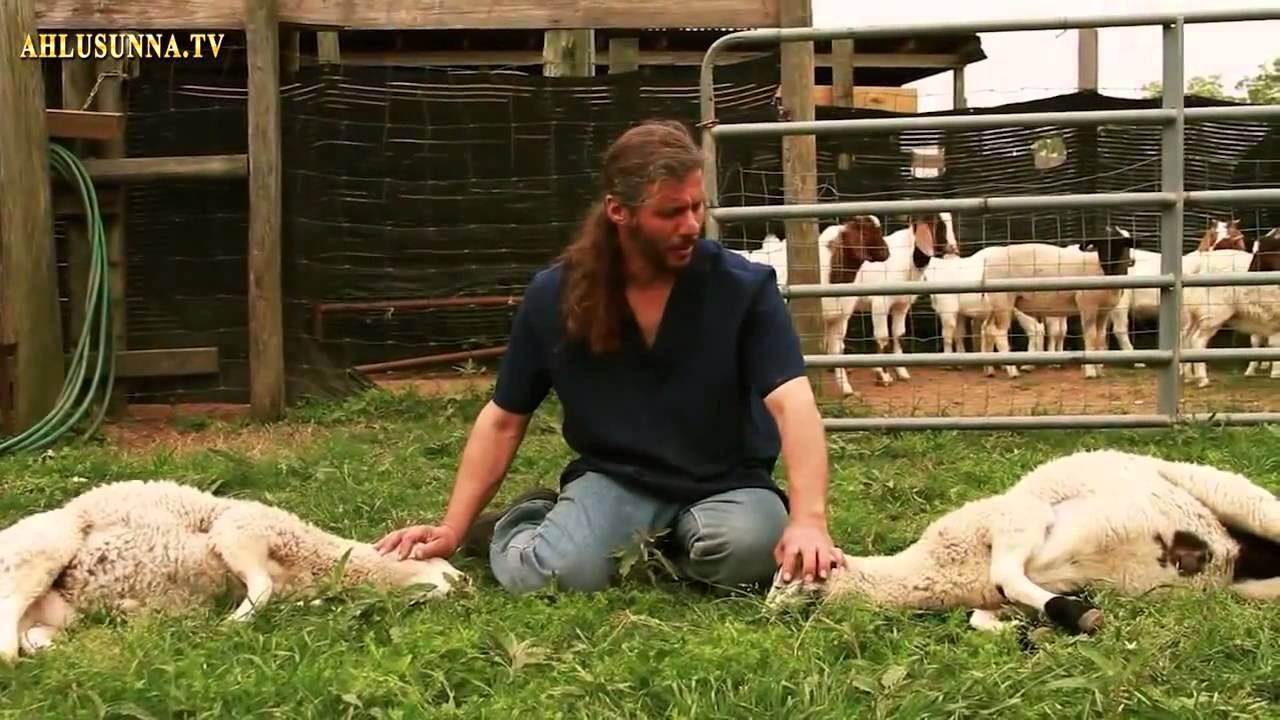 Разделка барана: как правильно разделать в домашних условиях, забой козы и курицы