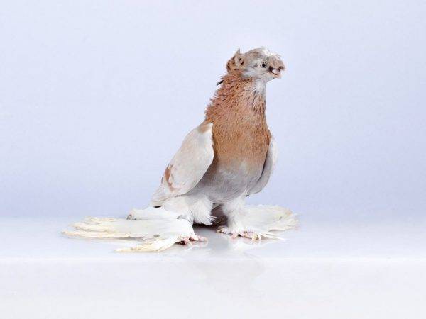 Иранские бойные голуби: описание породы из ирана, фото