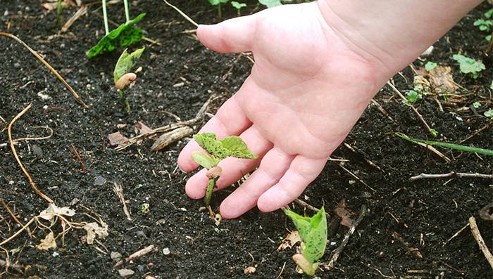 Как раскислить почву на огороде весной? чем делать раскисление перед посадкой на даче? какими удобрениями можно снизить кислотность почвы в теплице?