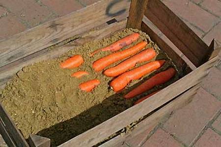 Как правильно хранить морковь зимой в погребе (подвале), сорта