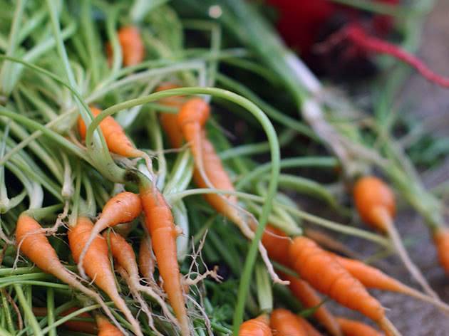 Как посадить морковь в открытый грунт - весной и под зиму: пошаговая инструкция