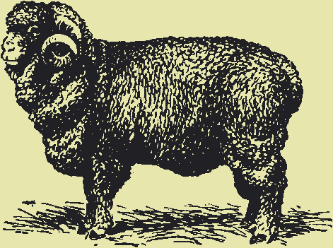 Тонкорунные породы овец - описание, фото, видео | россельхоз.рф