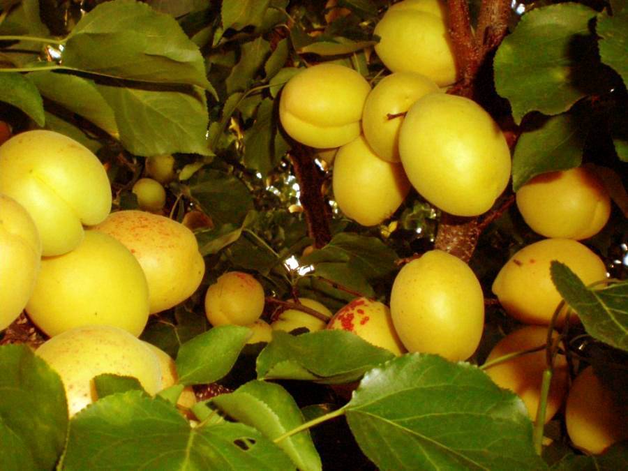 Особенности выращивания сорта абрикоса Шалах