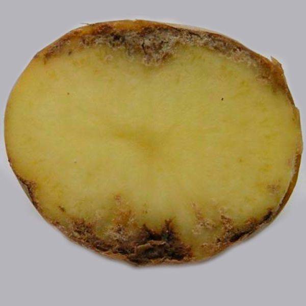 Золотистая картофельная нематода: описание и лечение, меры борьбы, фото