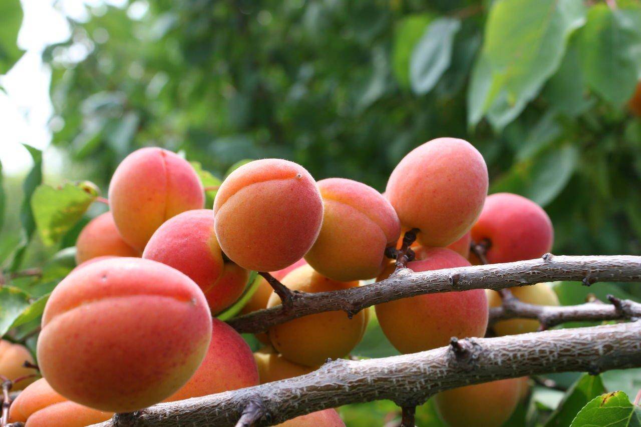 Об абрикосе погремок: описание и характеристики сорта, посадка, уход