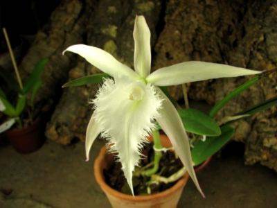 Орхидея брассавола: выращивание, посадка и уход в домашних условиях