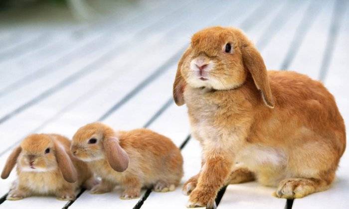 Почему крольчиха съедает своих крольчат: 5 причин и что делать