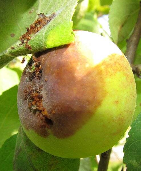 Плодожорка на яблоне – методы борьбы