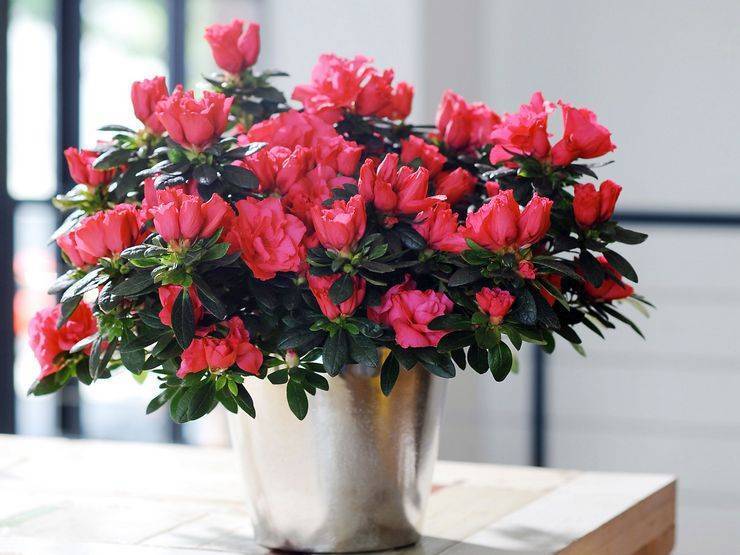 Пересадка азалии: как правильно пересаживать цветок после покупки и цветения
