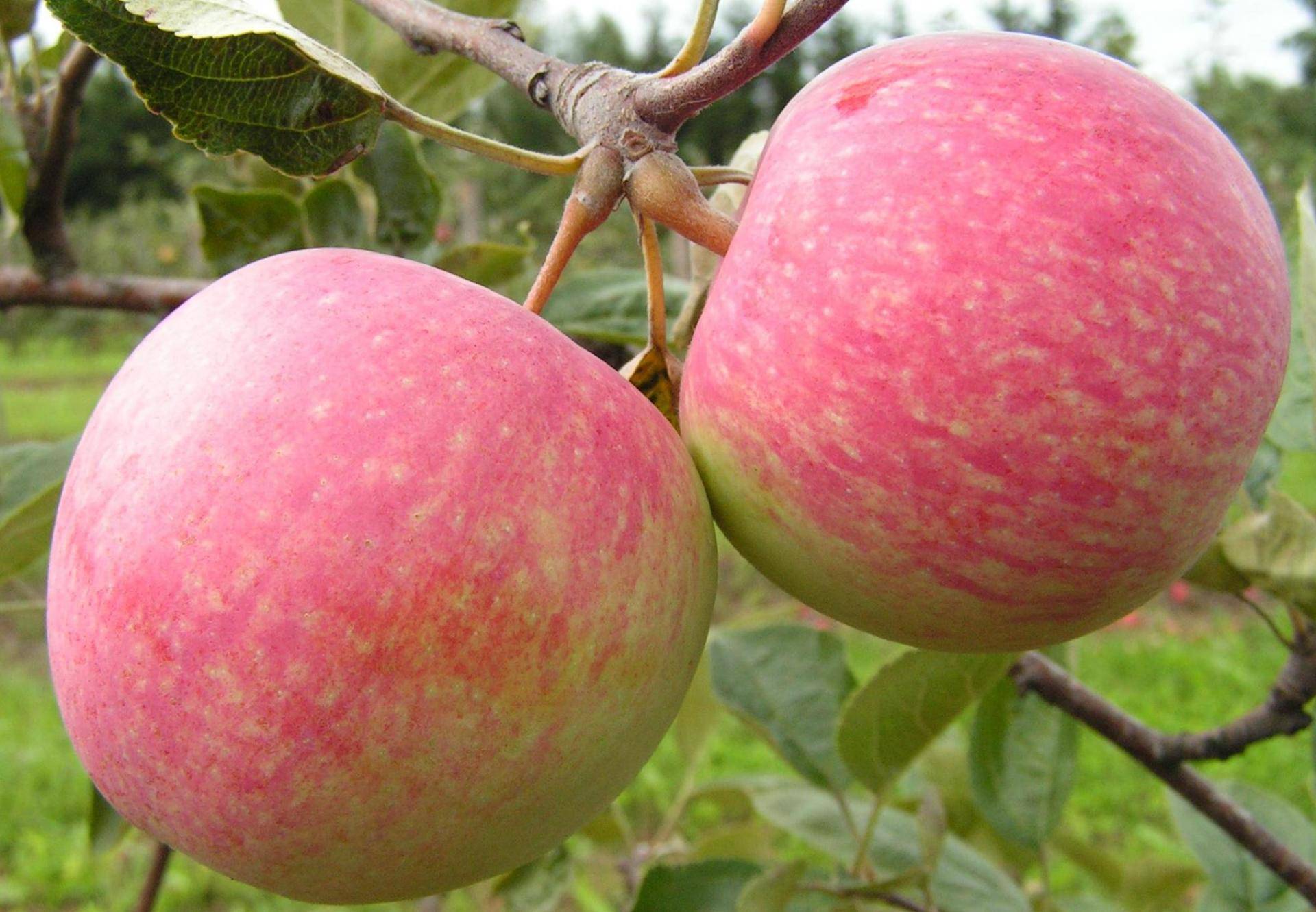Яблоня сорта солнышко: описание и характеристики
