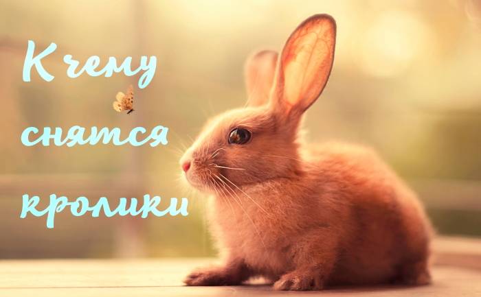 Сонник кролик или заяц серый. к чему снится кролик или заяц серый видеть во сне - сонник дома солнца