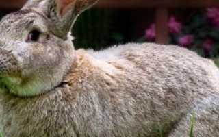 Кролик породы фландр. описание, особенности, уход и содержание | живность.ру