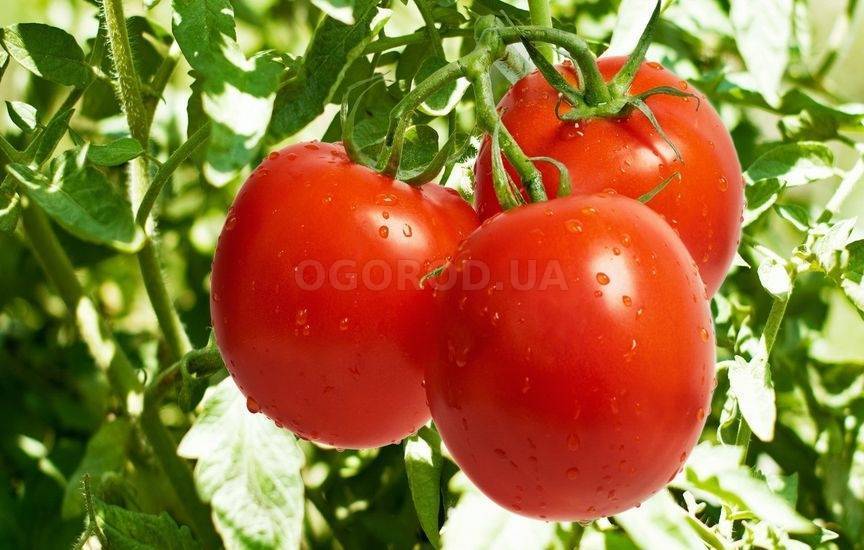 Сорта томатов устойчивых к фитофторе для открытого грунта и теплицы