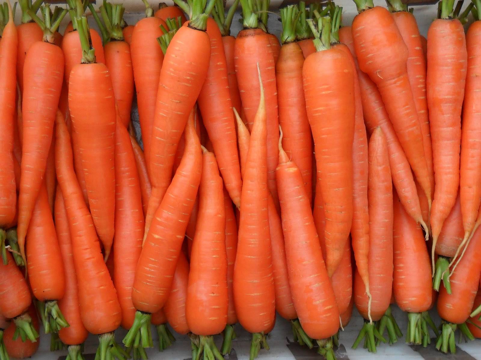 Подкормка моркови, популярные и эффективные удобрения