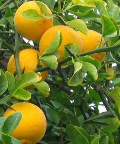 Лимон животворящий: правда ли настолько полезен? всё о желтокором цитрусе