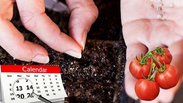 Посев томатов на рассаду в 2021 году в подмосковье по лунному календарю